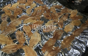 Hải quan phát hiện gần 45kg bóng cá thuộc danh mục CITES
