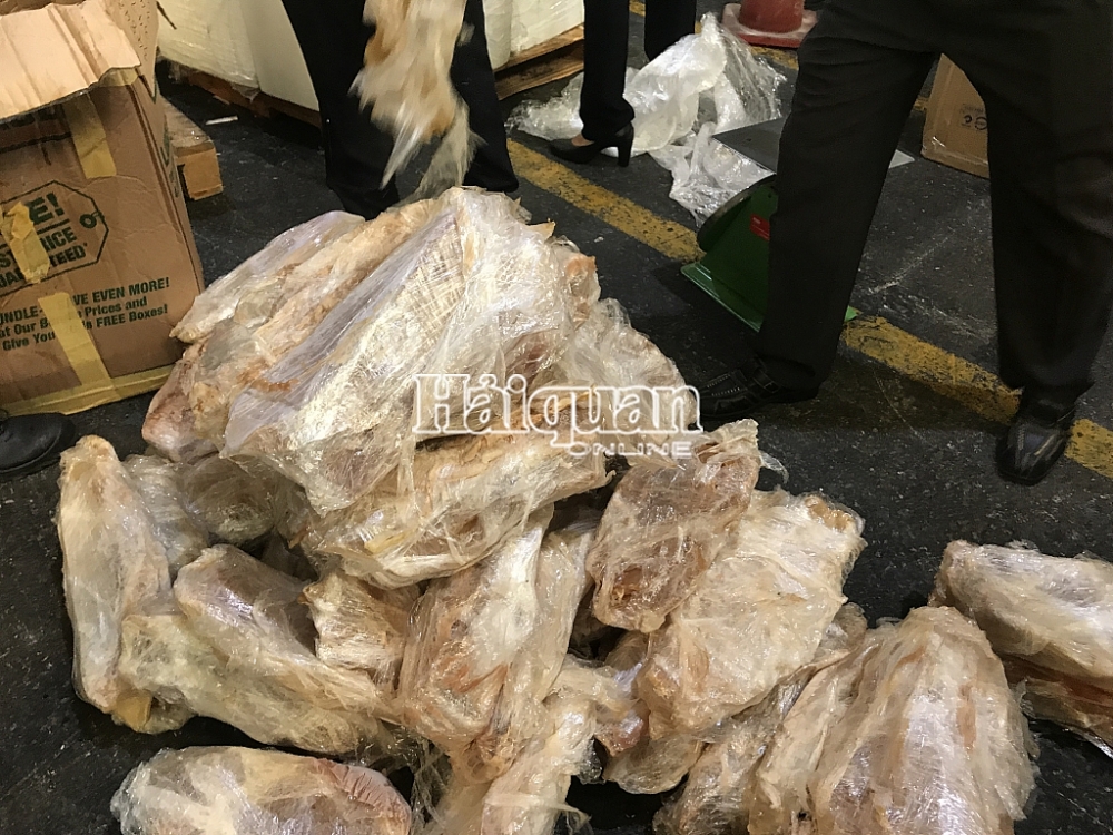 Hình ảnh lô hàng bong bóng cá Totoaba nhập khẩu trái phép tại sân bay Tân Sơn Nhất