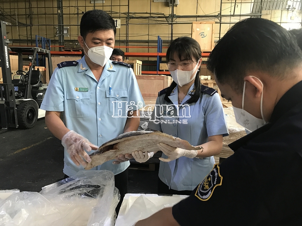 Hình ảnh lô hàng bong bóng cá Totoaba nhập khẩu trái phép tại sân bay Tân Sơn Nhất
