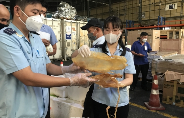 Hình ảnh lô hàng bóng cá Totoaba bị bắt giữ tại sân bay Tân Sơn Nhất