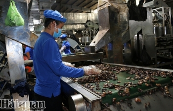 Kiểm soát chất lượng điều nguyên liệu bằng tiêu chuẩn cho hạt điều thô