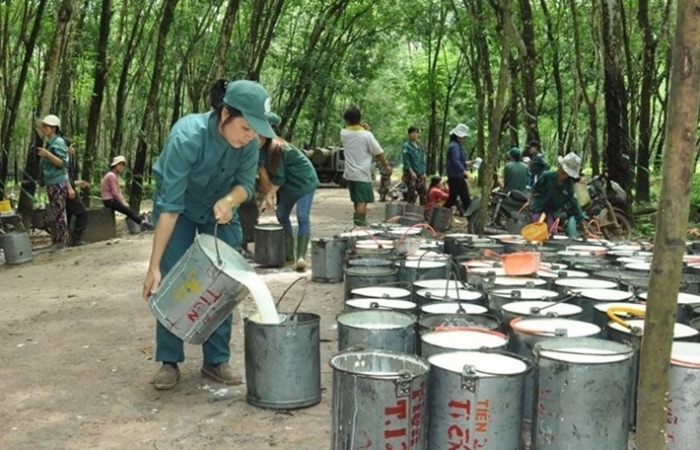 Vì sao xuất khẩu cao su liên tục tăng "khủng"?