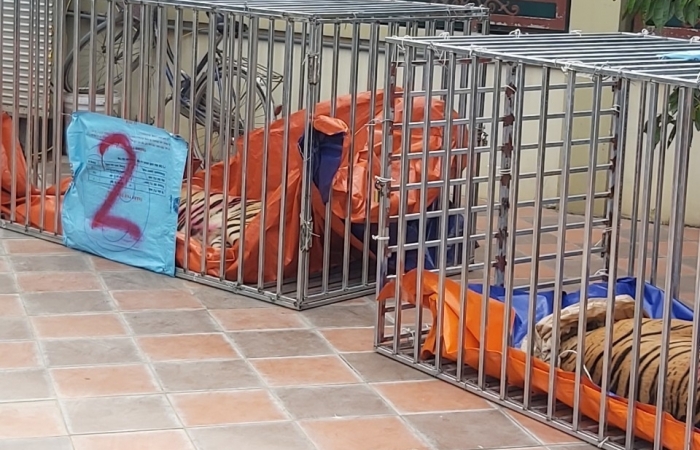 Đối tượng nuôi nhốt trái phép 14 cá thể hổ ở Nghệ An lĩnh án 7 năm tù