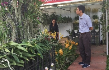 TPHCM có tiềm năng lớn trong trồng hoa lan xuất khẩu