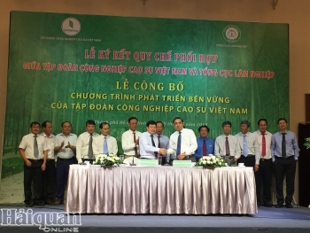 Tập đoàn Cao su muốn toàn bộ diện tích cao su được cấp chứng chỉ bền vững
