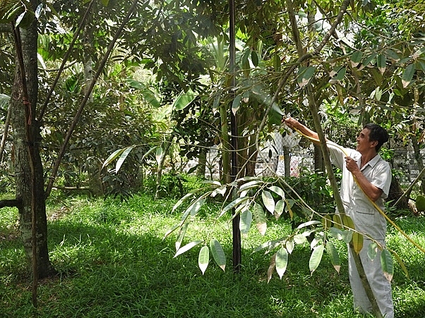 Sản xuất hữu cơ để giảm thiệt hại do hạn mặn