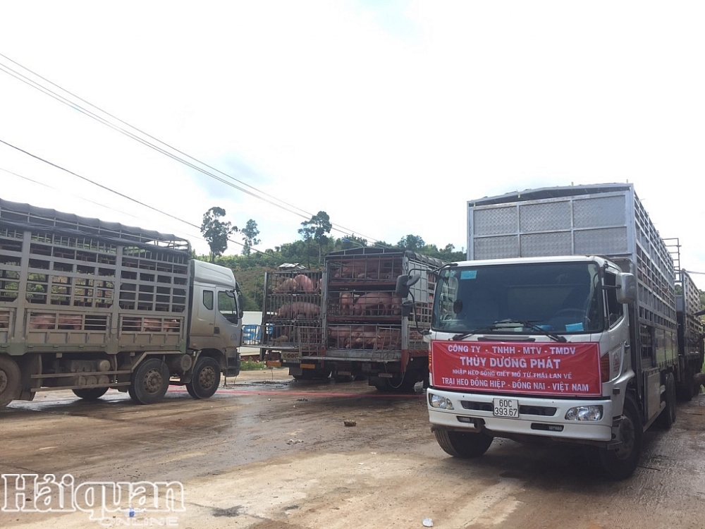 lo hang 1000 con heo thit dau tien nhap khau qua cua khau bo y