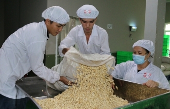 Hạt điều ầm ầm vào Trung Quốc nhờ căng thẳng thương mại Mỹ-Trung