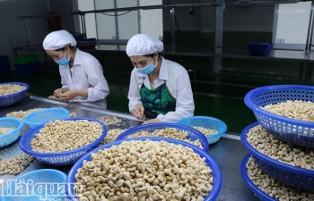 Ngành điều hụt hơi trong kế hoạch phát triển nhân điều chế biến sâu