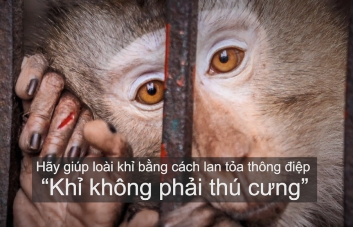 “Khỉ không phải thú cưng”