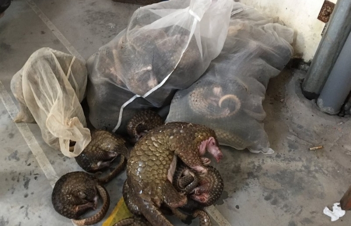 Cần ban hành Danh mục động vật hoang dã được phép nuôi thương mại để ngăn chặn nhập lậu