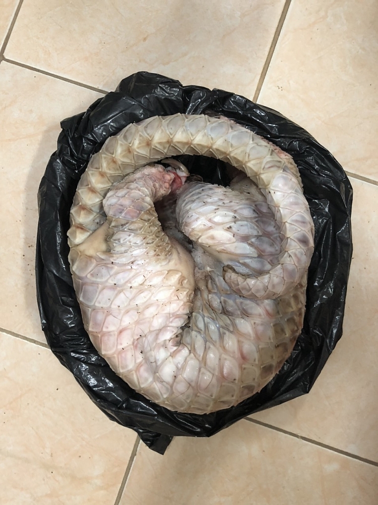 Cá thể tê tê bị phát hiện trên xe