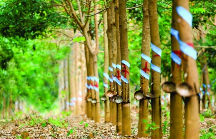 Nhiều đơn vị thuộc Tập đoàn Cao su hoàn thành kế hoạch sớm