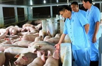 Dịch "ăn" gần 6 triệu con lợn, lãnh đạo ngành chăn nuôi thấy "tạm hài lòng”