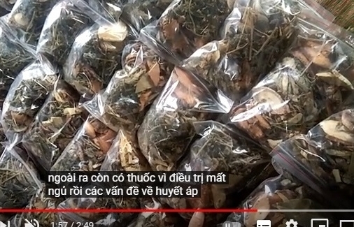 Tự chữa bệnh bằng thuốc lá nam: Tiền mất, mạng... lâm nguy