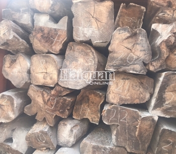Đang khám xét lô hàng 50 container gỗ quý nhập lậu