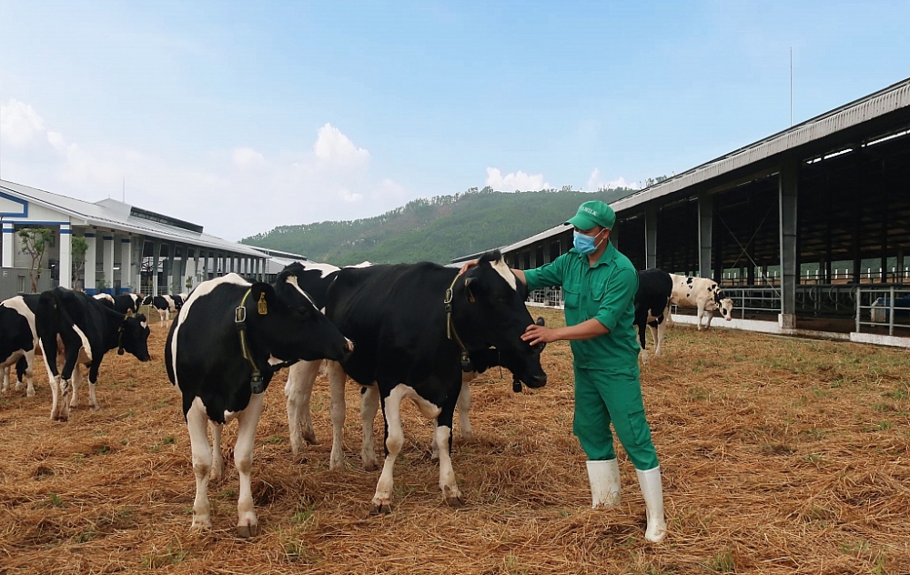 Vinamilk nhập khẩu trên 2.100 con bò sữa thuần chủng từ Mỹ