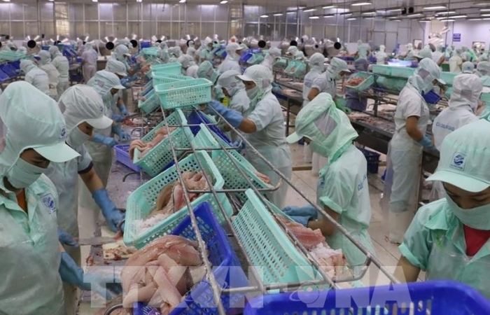 Giá xuất khẩu cao, nhưng doanh nghiệp lo thiếu nguyên liệu cá tra