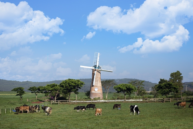 vinamilk va nhung buoc di chien luoc trong 30 nam phat trien nganh chan nuoi bo sua