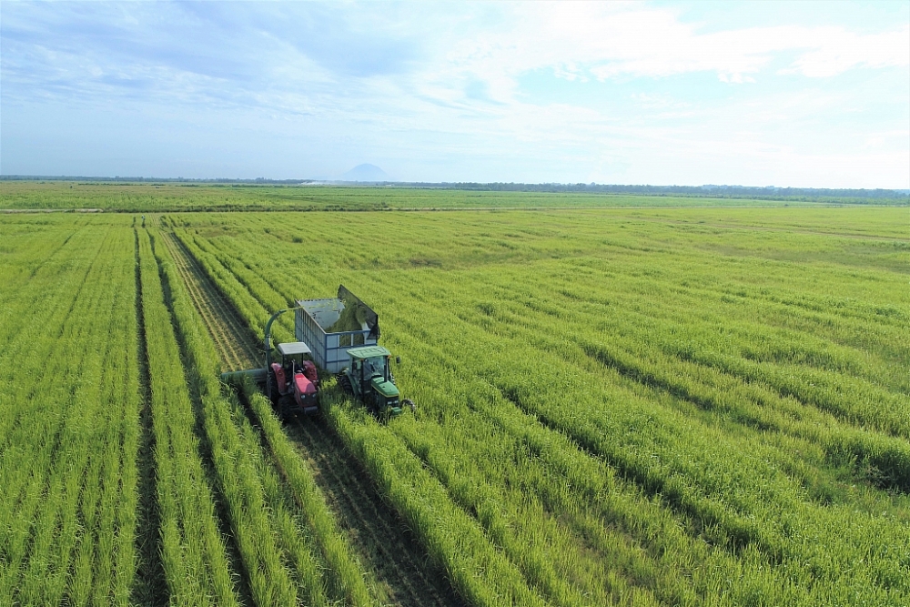 Vinamilk Green Farm – mô hình trang trại bò sữa phát triển bền vững