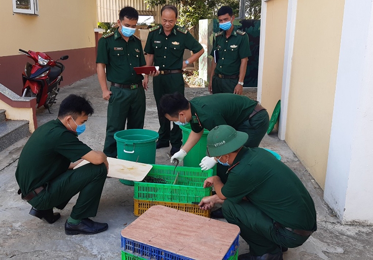 Đối tượng buôn lậu bỏ lại 700 con cá sấu giống tại biên giới