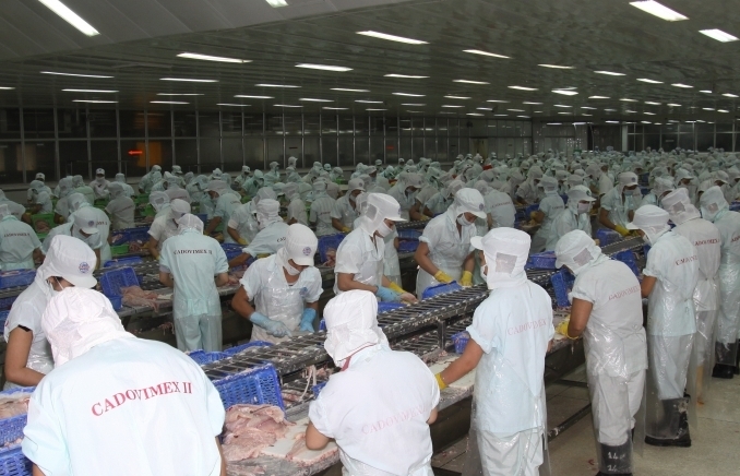 Nhiều doanh nghiệp thủy sản tạm dừng hoạt động vì có F0