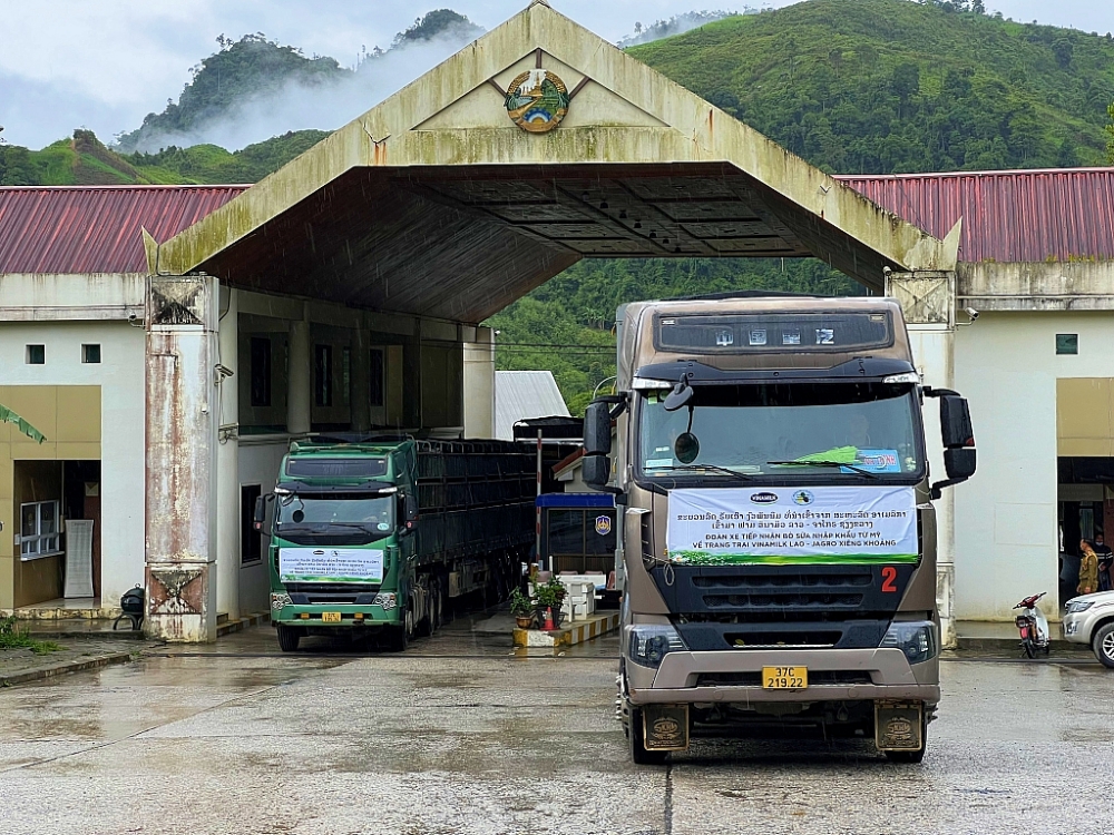 Vinamilk nhập khẩu 1.000 con bò sữa cho trang trại tại lào