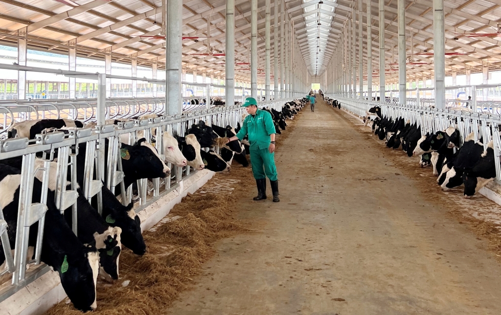 Vinamilk nhập khẩu 1.000 con bò sữa cho trang trại tại lào