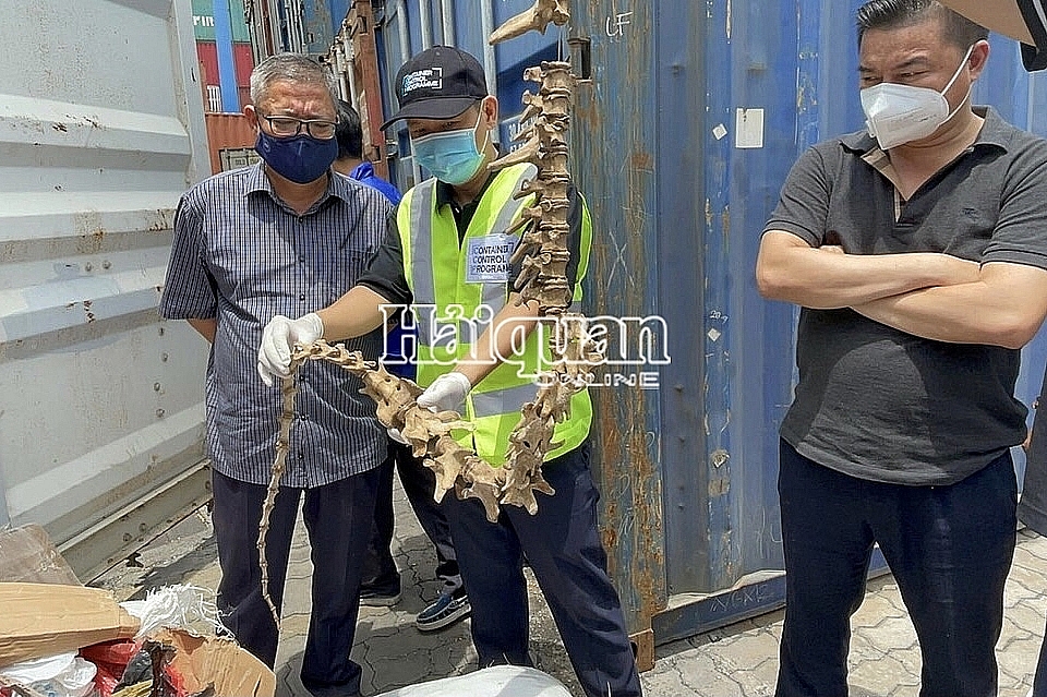 Xương giấu trong lô hàng vỏ ốc là xương hổ, báo