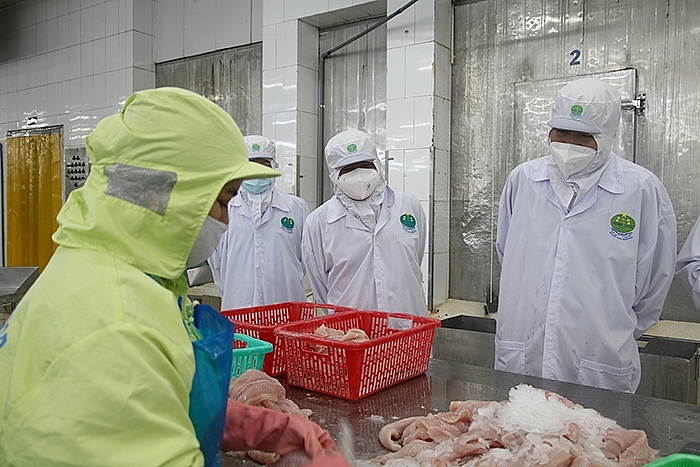 Dịch bùng phát tại các tỉnh miền Tây, doanh nghiệp xuất khẩu thêm lo