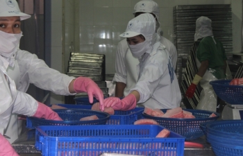 Lưu ý đối với doanh nghiệp xuất khẩu cá ngừ