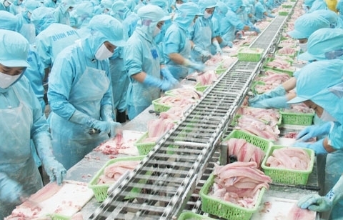 Cá tra xuất khẩu sang Brazil tăng hơn 1,5 lần
