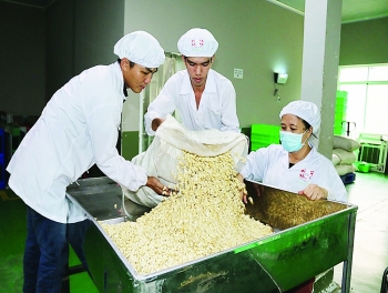 Ngành điều nỗ lực củng cố ngôi vị số 1