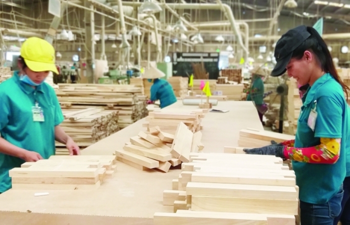Bệnh chết héo cây keo có bùng phát thành dịch, đe dọa xuất khẩu gỗ?