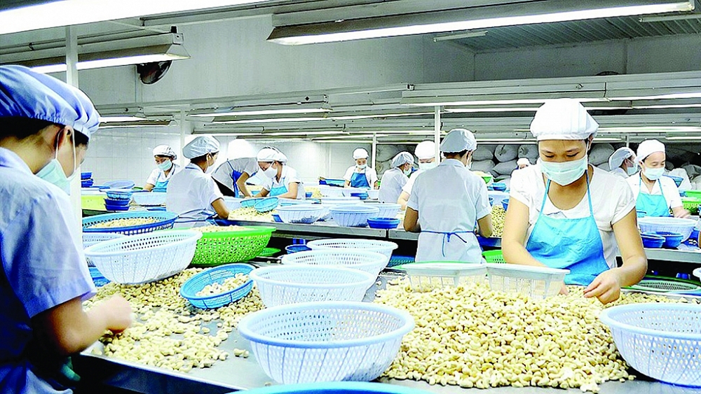 Giá điều nhân dự kiến  tăng trong năm nay.	Ảnh: ST