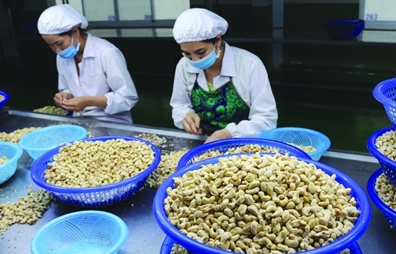 Ngành điều nỗ lực nắm thế chủ động ở vị trí số 1 thế giới