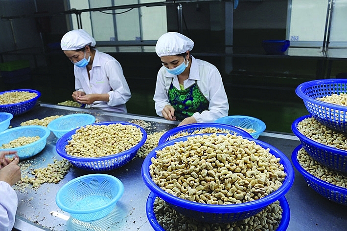 Việc bị ép giá cả đầu vào lẫn đầu ra khiến các hiệu quả sản xuất kinh doanh của các DN điều Việt Nam luôn ở mức rất thấp.	 Ảnh: N.H
