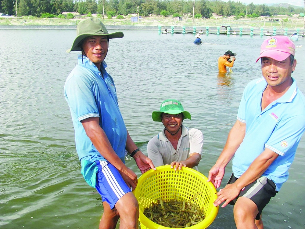 Xuất khẩu tôm 2 tháng đầu năm 2022 tăng tới 46% so với cùng kỳ năm ngoái. 	Ảnh: N.Thanh