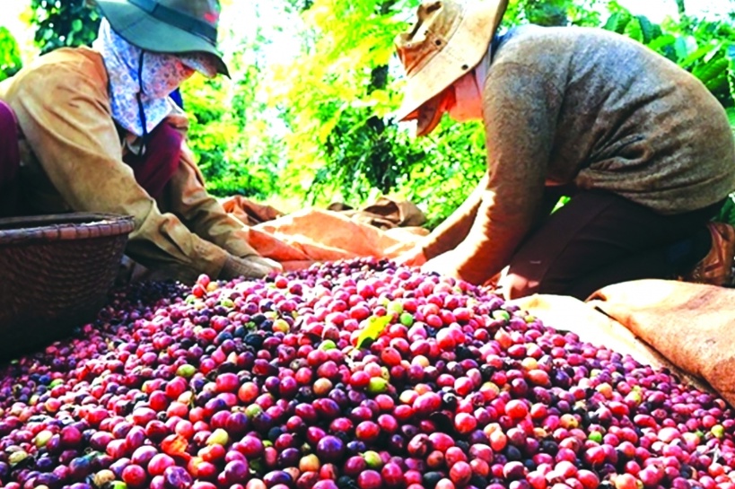 Niên vụ cà phê đạt kim ngạch xuất khẩu cao nhất