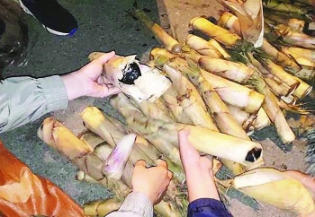 Đội Kiểm soát phòng, chống ma túy (Cục Hải quan Quảng Ninh): Phá nhiều chuyên án lớn