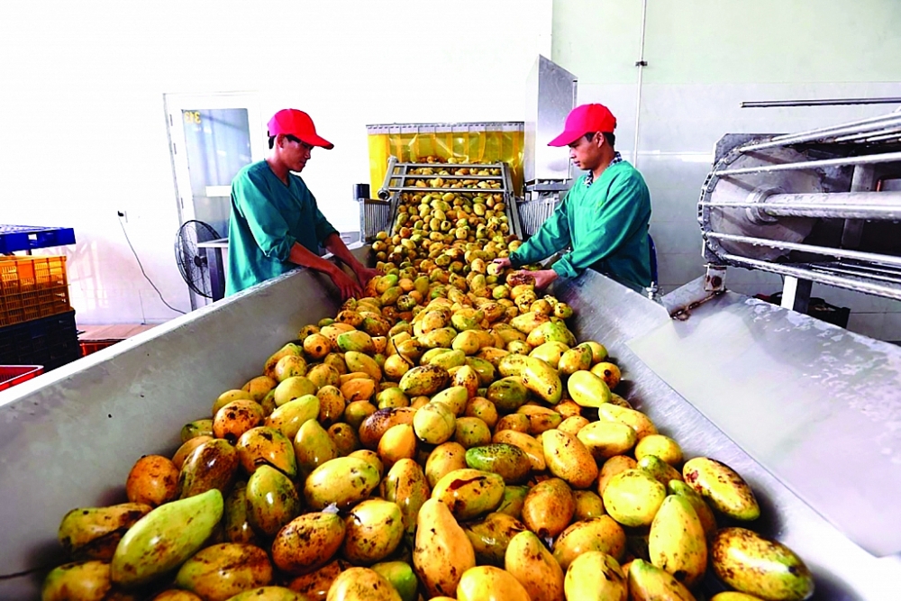 Xuất khẩu rau quả đặt mục tiêu 4 tỷ USD năm 2021. 	Ảnh: N.Thanh