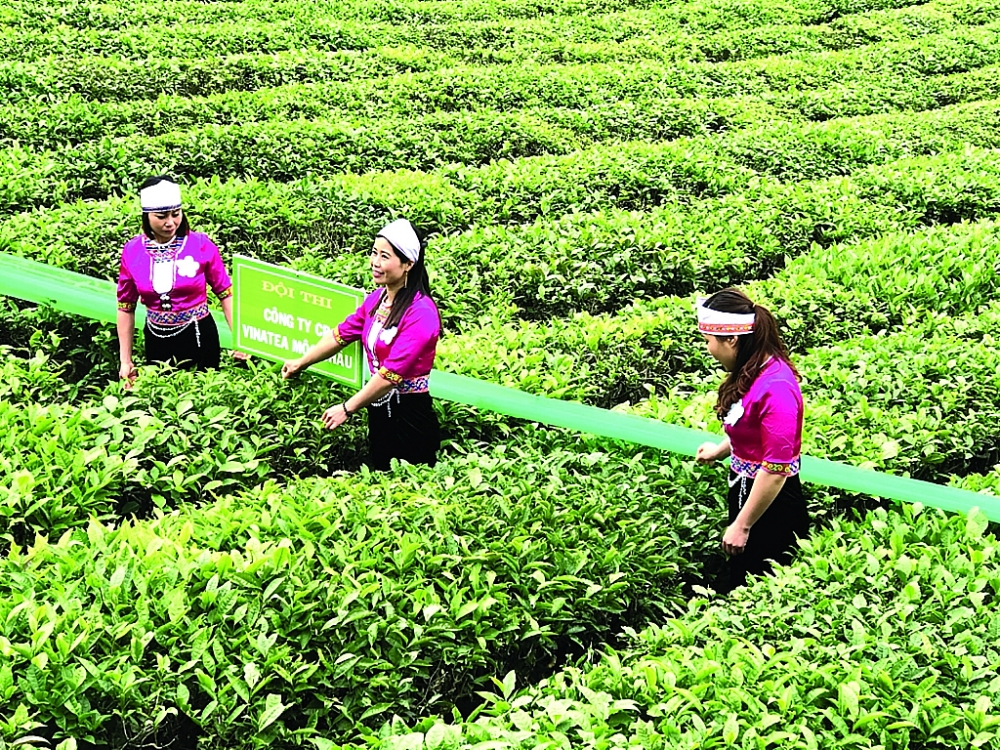 Chè là một trong những mặt hàng nông sản điển hình có nhiều cơ hội thúc đẩy XK sang thị trường Iran.  Ảnh: N.Thanh