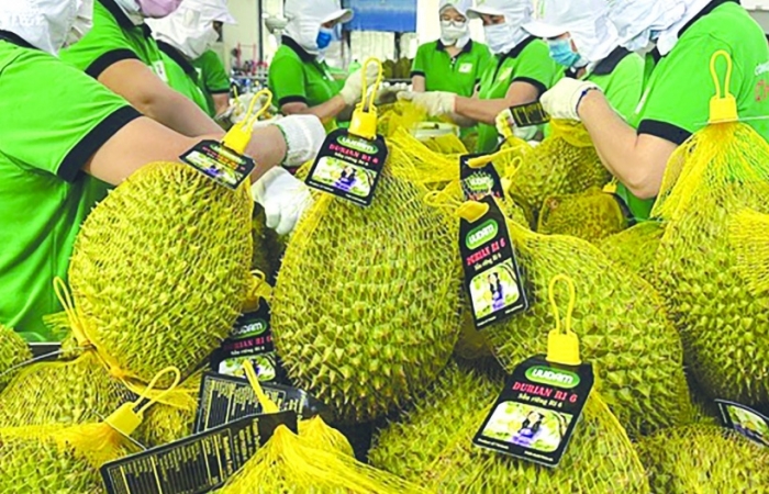 Đề xuất nhiều giải pháp để “rộng đường” xuất khẩu nông sản sang Quảng Tây-Trung Quốc