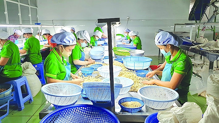 Chế biến hạt điều xuất khẩu tại Bình Phước. 	Ảnh: Đăng Nguyên