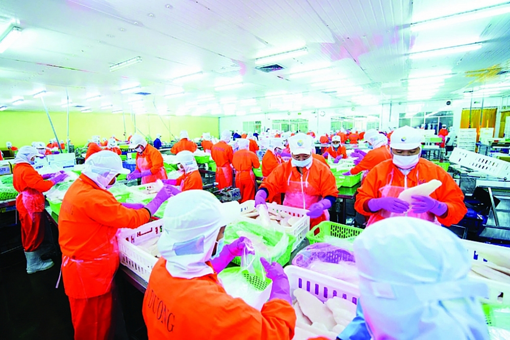 Chế biến cá tra xuất khẩu tại Công ty Nam Việt. 	Ảnh: DN cung cấp