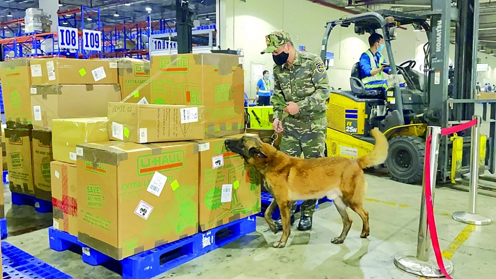 Công chức Chi cục Hải quan cửa khẩu sân bay quốc tế Nội Bài sử dụng chó nghiệp vụ trong công tác kiểm soát. 	Ảnh: N.Linh
