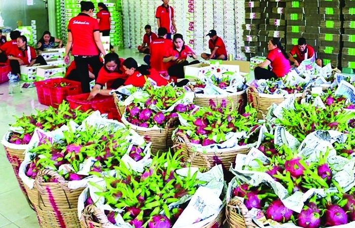 “Giải cứu” nông sản bằng thay đổi tư duy