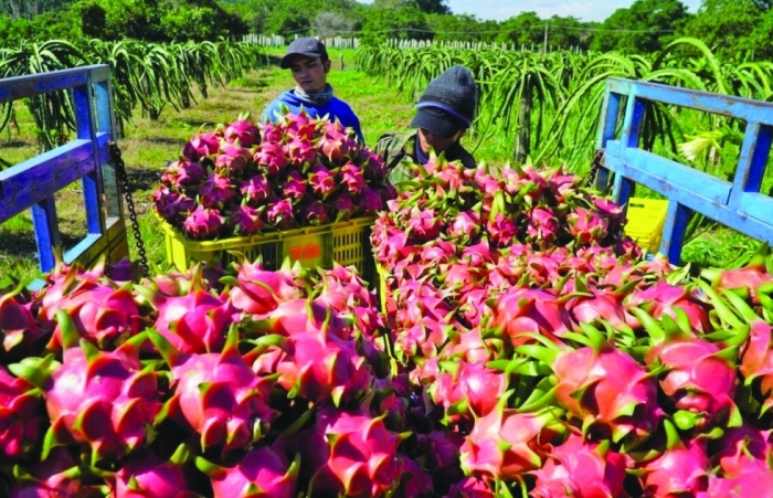 “Phập phồng” nỗi lo vi phạm mã số vùng trồng