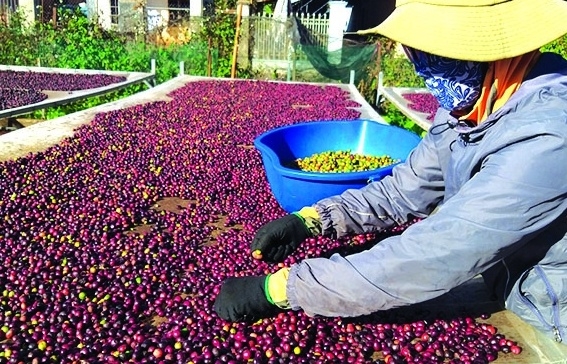 Nguyên nhân khiến xuất khẩu nông, lâm, thủy sản giảm sâu?
