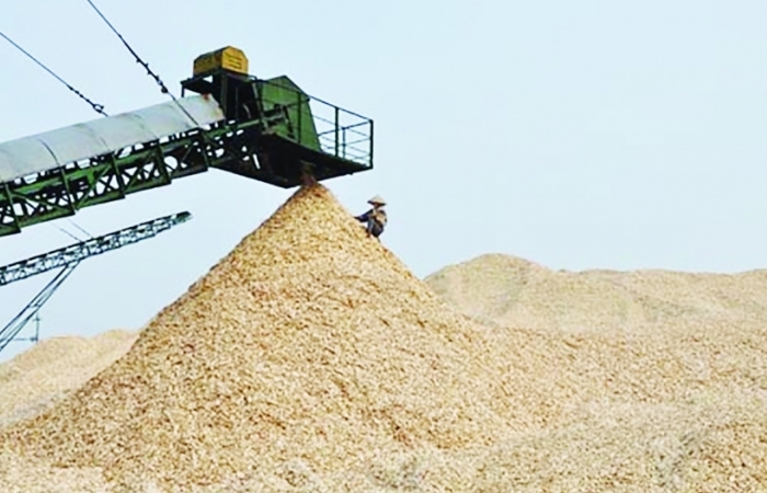 Hướng xuất khẩu dăm gỗ bền vững